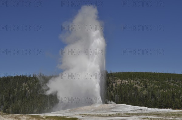A geyser blows up a large amount of steam surrounded by a wooded area, Old Faithful, Yellowstone