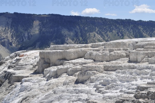 Whitewashed volcanic terraces with forest in the background and blue sky, Yellowstone National