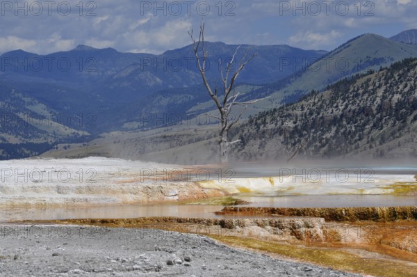 Colored hot springs with a dead tree and mountains in the background and steamy atmosphere,