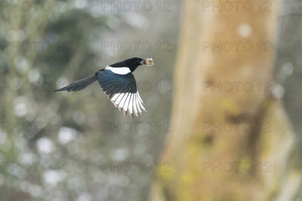 A flying magpie (Pica pica) with a nut in its beak in front of a blurred background with trees and