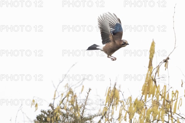 A jay (Garrulus glandarius) flies over flowering hazelnut branches against a clear sky, Hesse,