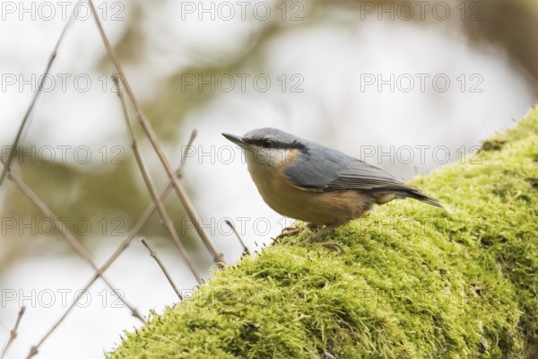 A nuthatch (Sitta europaea) sitting on a moss-covered branch, surrounded by natural surroundings