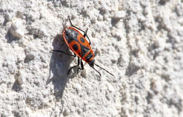 Close-up, close-up, macro shot, fire bug (Pyrrhocoridae) on house wall, Stuttgart,