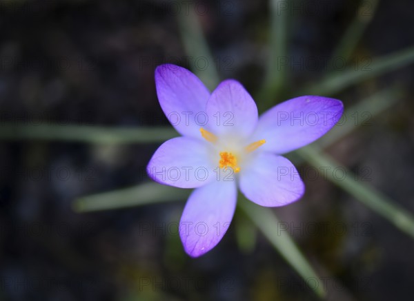 Close-up, close-up, macro shot, crocus, crocuses (Crocus), flower, crocus flower, purple,