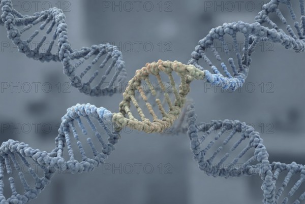 Molecular view of a human DNA double helix embedding tightly integrated sequences of ancient