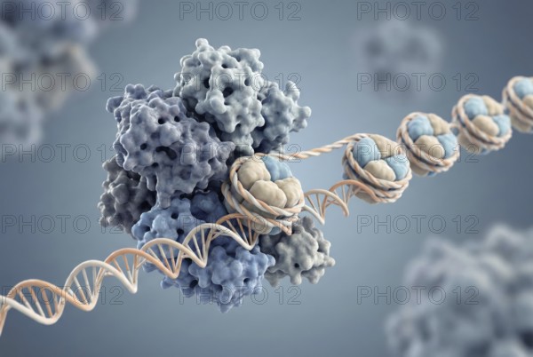 High-resolution molecular illustration of a chromatin remodeling complex that uses ATP energy to