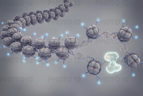Scientific 3D rendering showing how a chromatin thread unwinds easily because histone proteins have