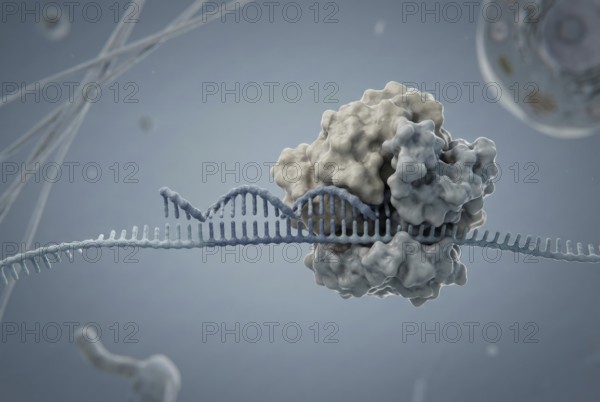 Cellular interior view in which a short microRNA (miRNA) binds to a messenger RNA (mRNA) and thus