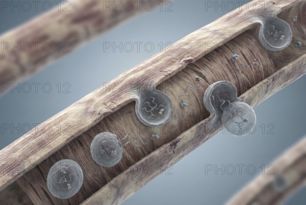 Microscopic visualisation of therapeutic exosomes (small extracellular vesicles) that are released