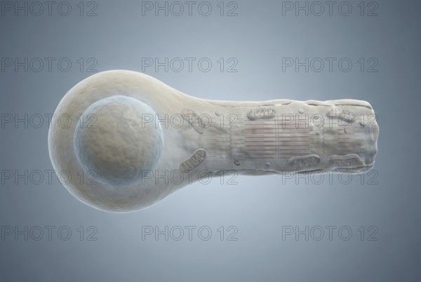 Scientific 3D rendering showing the differentiation of pluripotent stem cells into beating