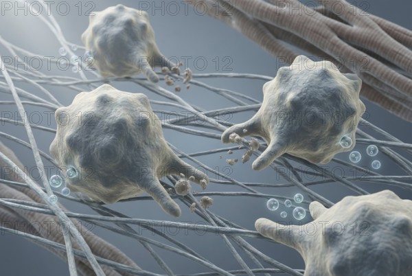 Images of healing (M2) macrophages in cardiac tissue that clear cellular debris after inflammation