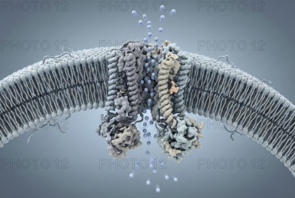 Molecular view of the cell membrane: A defective CFTR ion channel (cause of cystic fibrosis) is