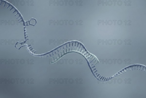 Molecular close-up of an antisense oligonucleotide (ASO) (a short, synthetic piece of DNA, RNA)
