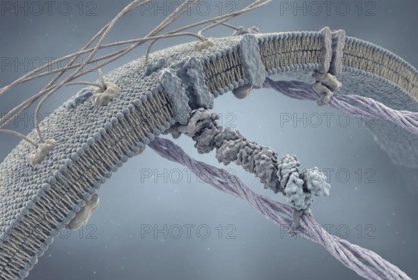 Microscopic view of muscle cells: After gene therapy, a functional, shortened version of the