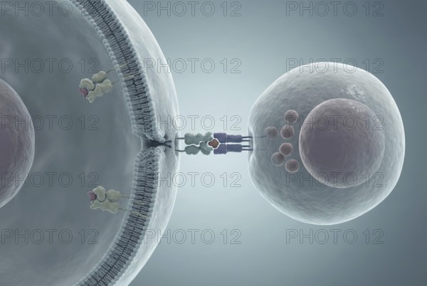 Molecular view of autoantibodies that bind to the surface of an insulin-producing beta cell in the