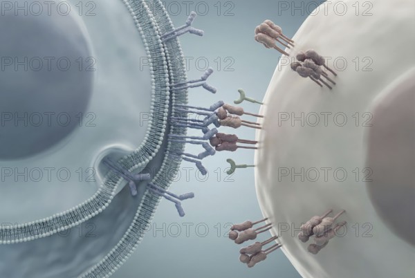 A regulatory T cell (Treg) interacts with an overactive immune cell to suppress an autoimmune