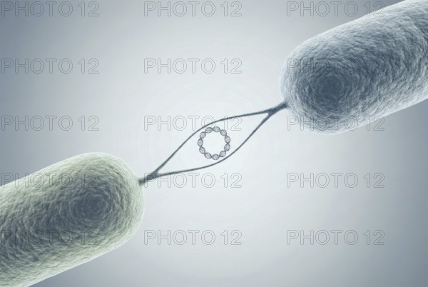 Scientific 3D illustration of two bacteria that are connected via a pilus and exchange a