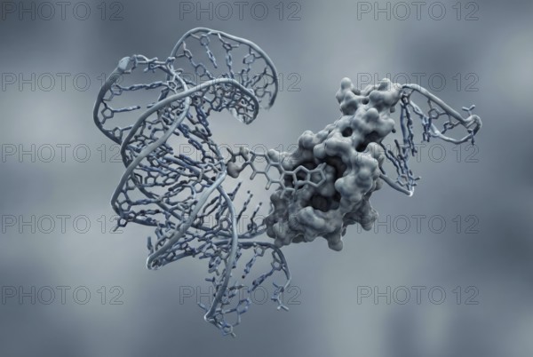 Molecular view of a novel broad-spectrum antiviral agent (molecule) that specifically binds to a