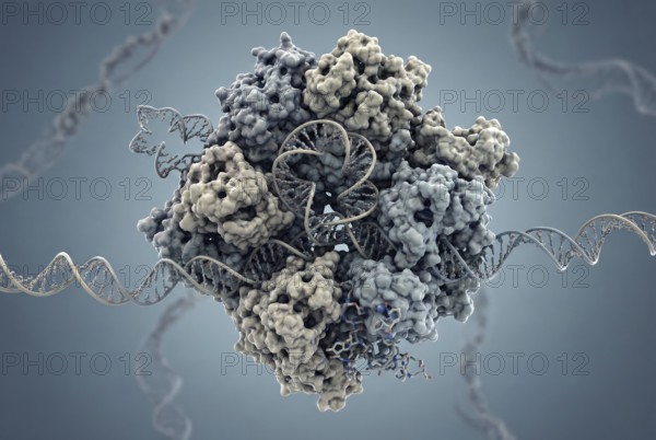 Molecular close-up of a spliceosome complex in the cell nucleus that cleaves introns from a