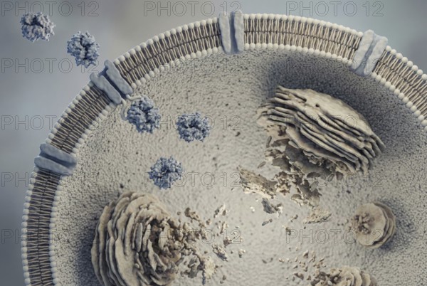 View of a lysosome (the cell's waste disposal system) : Therapeutic recombinant enzymes (enzyme