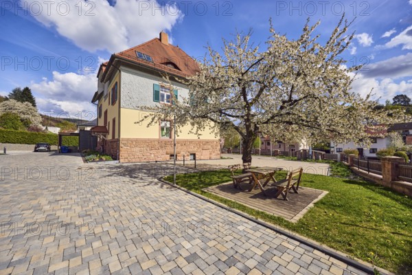 Blooming tree, benches, public table, lawn, town hall, commercial building, street made of colored