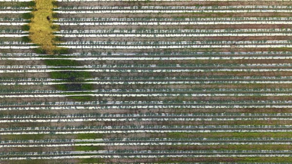 Aerial top-down view of cultivated watermelon, fruits and vegetable fields arranged in neat