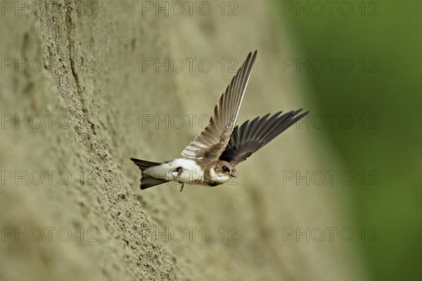 Sand martin (Riparia riparia), taking off from its breeding tube, Reussegg nature reserve, Canton