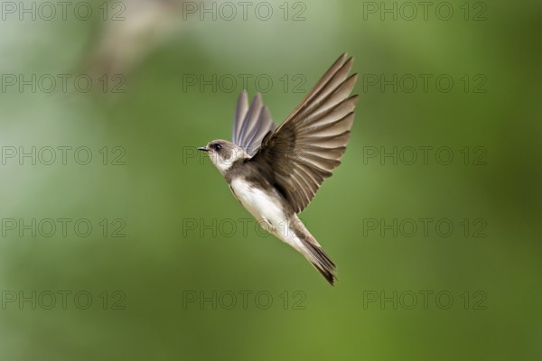 Sand martin (Riparia riparia), in flight, Reussegg nature reserve, Canton Aargau, Switzerland