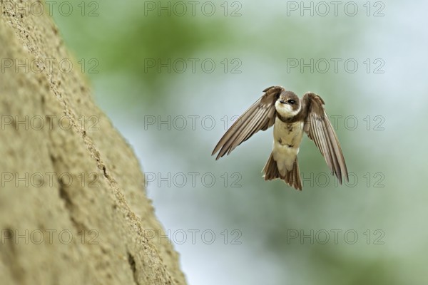 Sand martin (Riparia riparia), approaching the breeding tube, Reussegg nature reserve, Canton