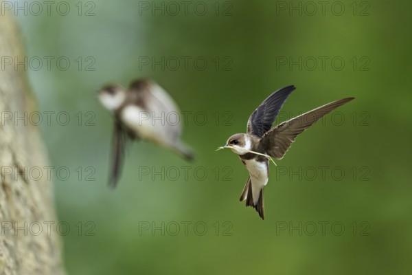 Sand martin (Riparia riparia), in flight with nesting material in its beak, Reussegg nature