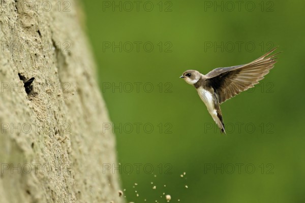 Sand martin (Riparia riparia), approaching the breeding tube, Reussegg nature reserve, Canton