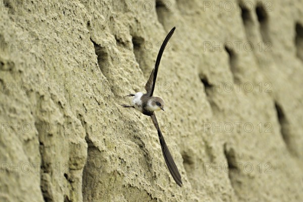 Sand martin (Riparia riparia), taking off from its breeding tube, Reussegg nature reserve, Canton