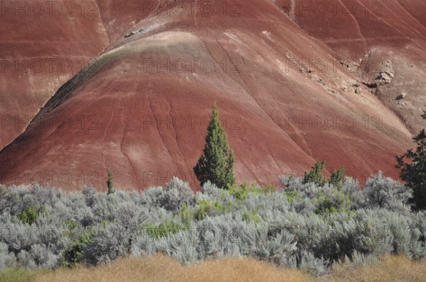 Close-up of a red hill with green vegetation and juniper tree in the foreground, John Day Fossil