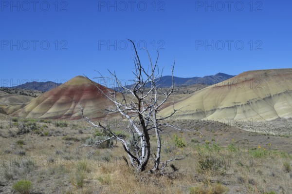 Dead tree in the foreground against colorful striped hills under a clear sky, John Day Fossil Beds