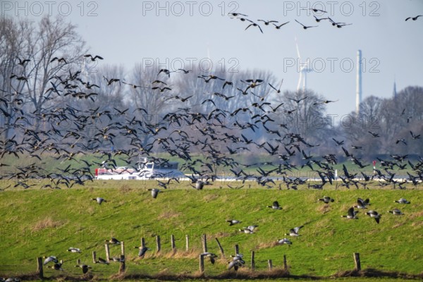 Bislicher Insel, nature reserve on the Rhine, Altrheinarm, near Xanten, Lower Rhine, Wesel