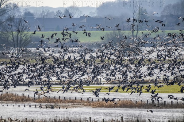 Bislicher Insel, nature reserve on the Rhine, Altrheinarm, near Xanten, Lower Rhine, Wesel