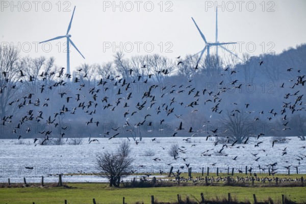 Bislicher Insel, nature reserve on the Rhine, Altrheinarm, near Xanten, Lower Rhine, Wesel