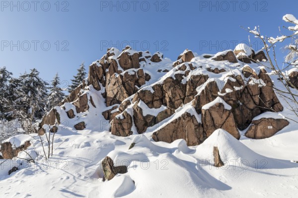 Kleiner Lugstein, sunny winter landscape with snow-covered trees, bushes, trails and branches