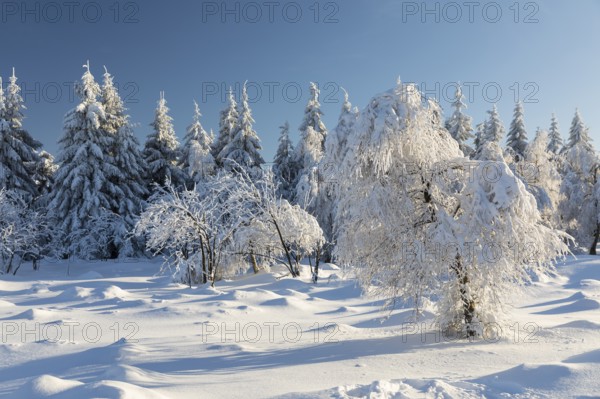 Sunny winter landscape with snow-covered trees, bushes, trails and branches covered with hoarfrost