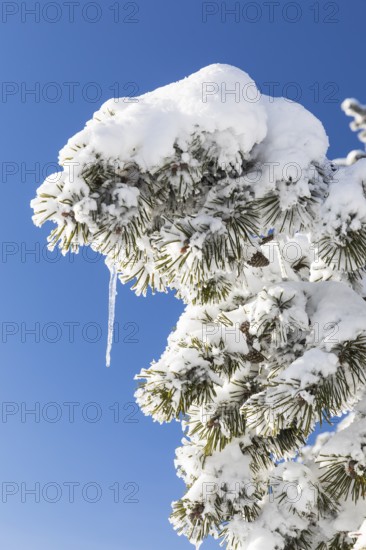 Thick snowy branch of a conifer tree with icicles, Erzgebirgskamm, Zinnwald-Georgenfeld, Altenberg,