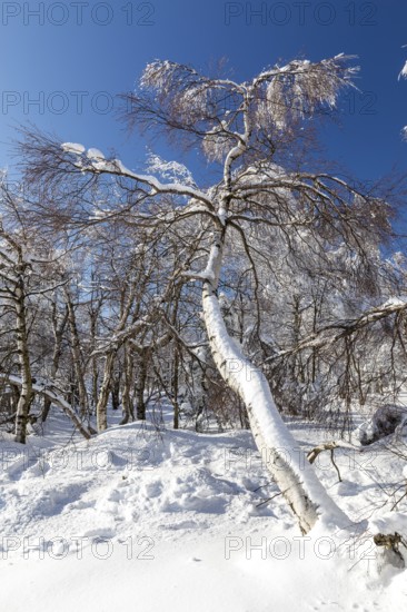 Sunny winter landscape with snow-covered trees, bushes, trails and branches covered with hoarfrost