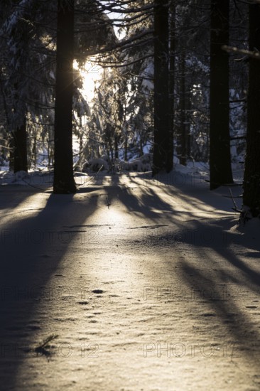 Sunny winter landscape with snow-covered trees, bushes, trails and branches covered with hoarfrost