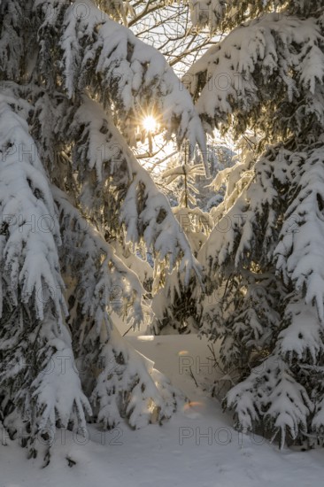 Sun shines through snow-covered branches of conifers, Erzgebirgskamm, Zinnwald-Georgenfeld,