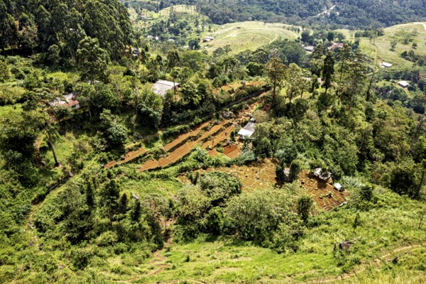 Dense green forest and hilly landscape with scattered buildings and clear plains, fields and