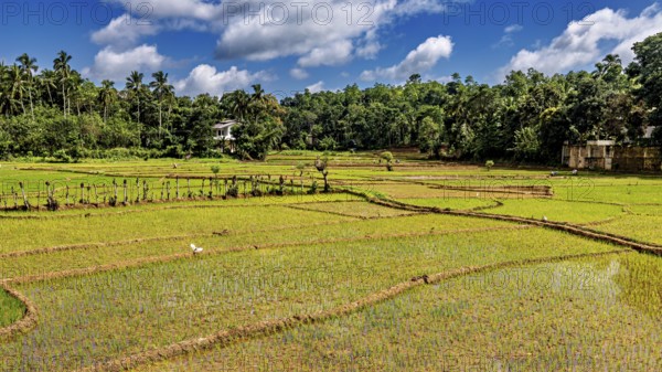 Green rice paddies with palm trees in the background with clear skies and various shades of green,