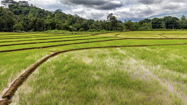 Vast green rice paddies under cloudy skies surrounded by forest and hills, The rice paddies on the