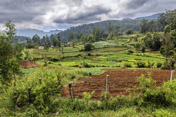 Landscape with green rice paddies and wooded hills under a cloudy sky, fields and agriculture on