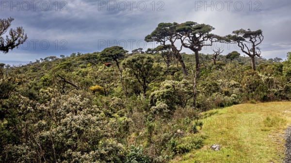 Sublime trees rise above thick vegetation under a cloudy sky, The forests of Horton Planes in Sri
