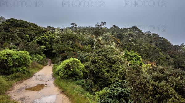 A narrow path leads through a thick green forest under a cloudy sky, The forests of the Horton