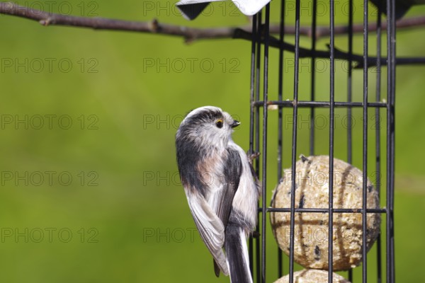 Long-tailed tit (Aegithalos caudatus), tit dumpling, food, winter, Pretty tit with a green